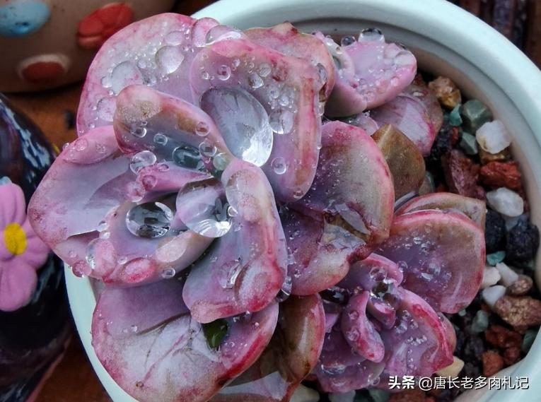 这8种多肉开花的样子简直美爆了,这8种多肉个头小巧却极好扦插
