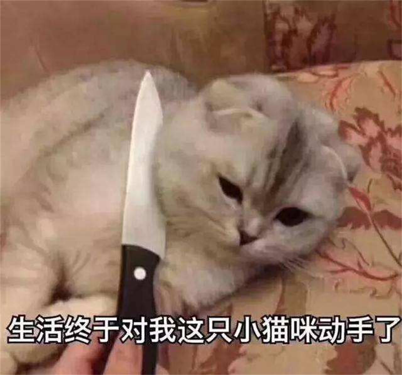 给猫咪割双眼皮全过程,给猫咪割双眼皮好吗