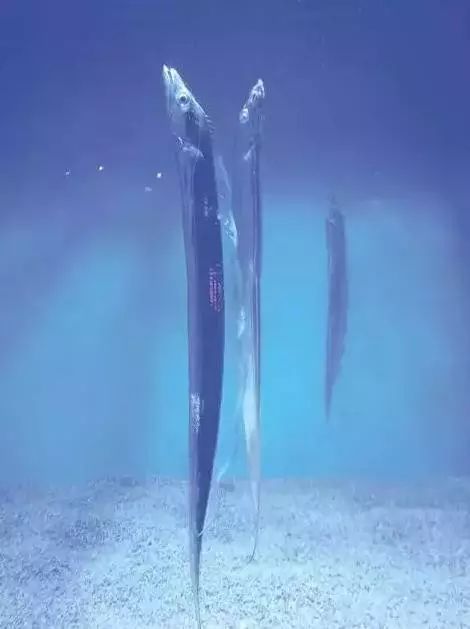深海带鱼冷知识,带鱼的冷知识