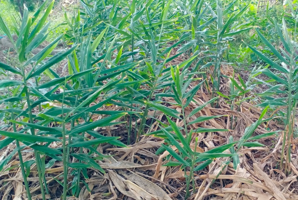 生姜种植最好的方法是什么,生姜种植的方法及注意事项