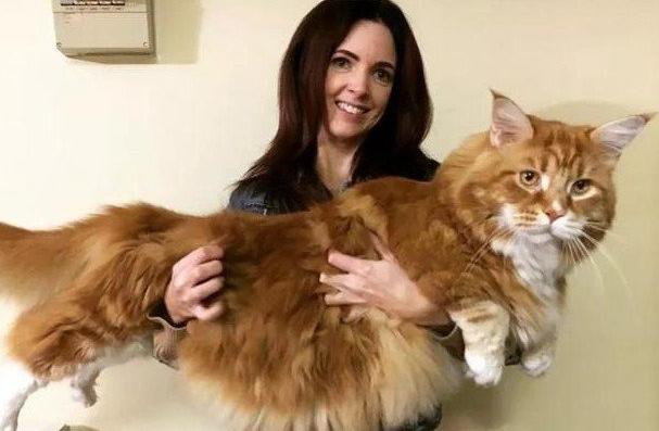 2023最受欢迎的猫咪排行,最热门的十大猫咪品种