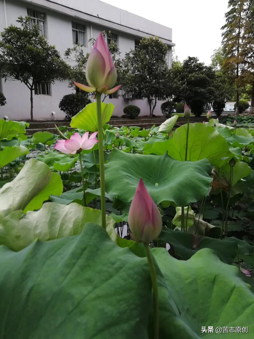 如果没人鼓掌记得给自己点掌声,如果没人给你喝彩记得给自己掌声