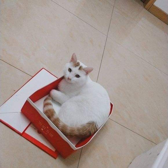 中华田园猫古代名称图鉴,古代人怎么挑选猫