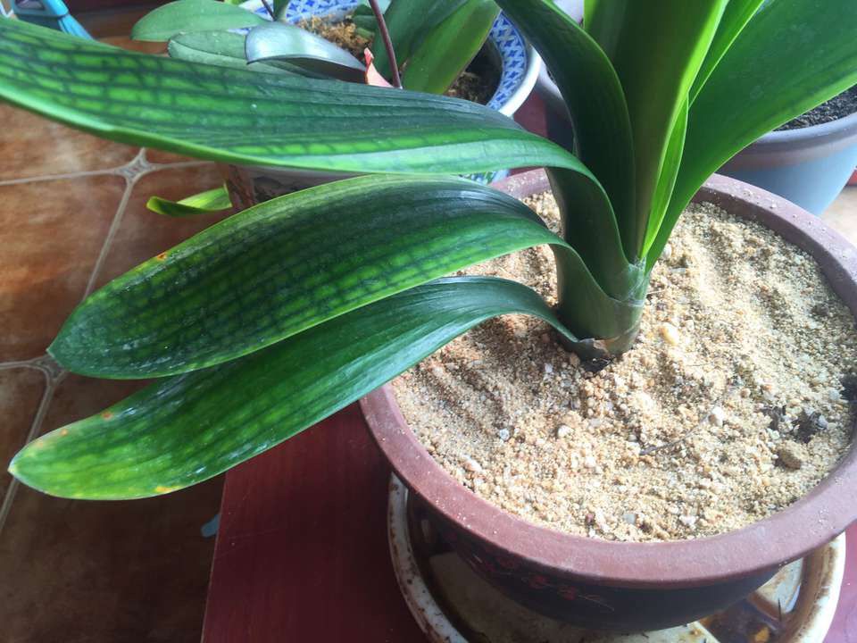 养花土的虫子怎么消灭最好,养花去除小虫子的妙招