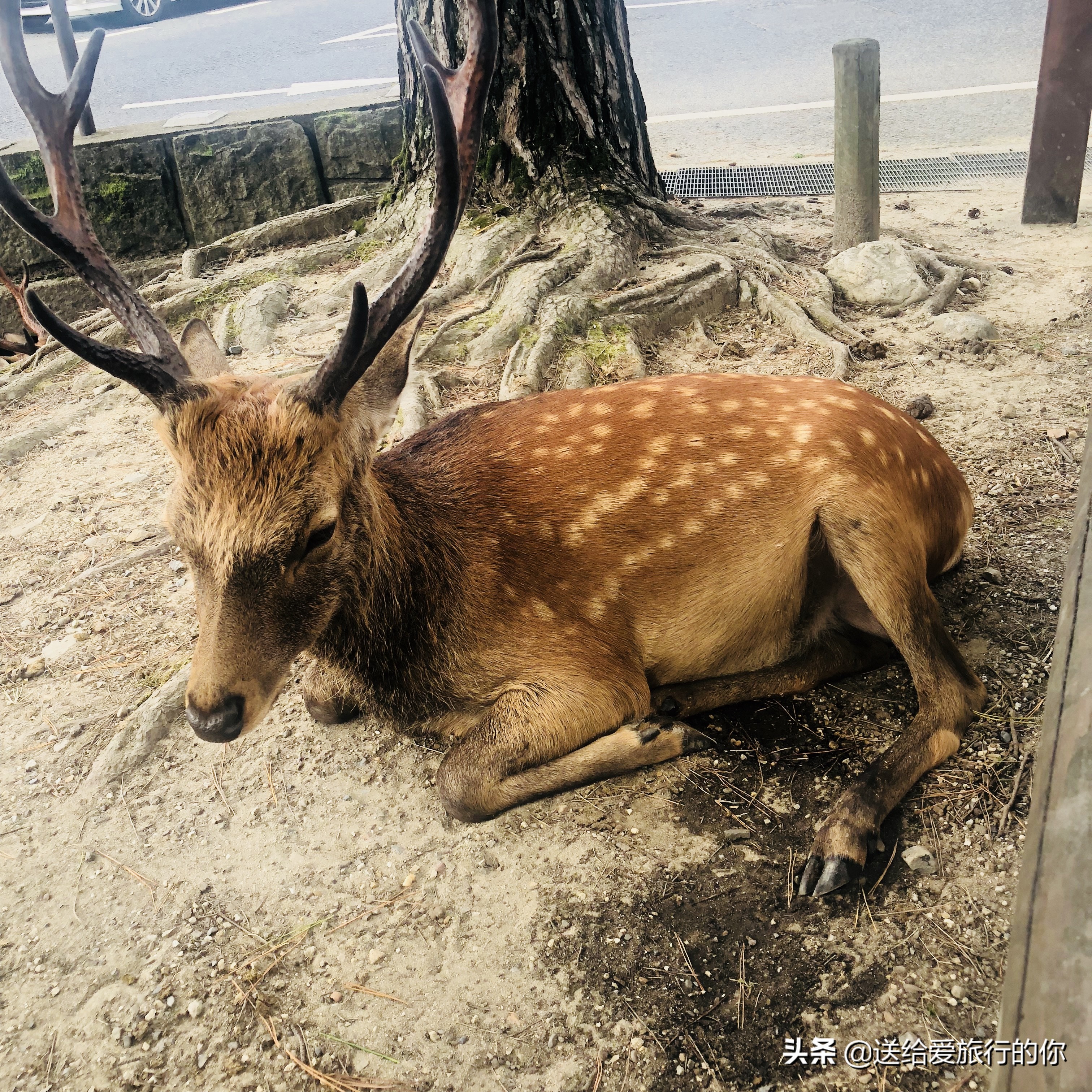 日本大阪4天3夜,去日本五天四晚