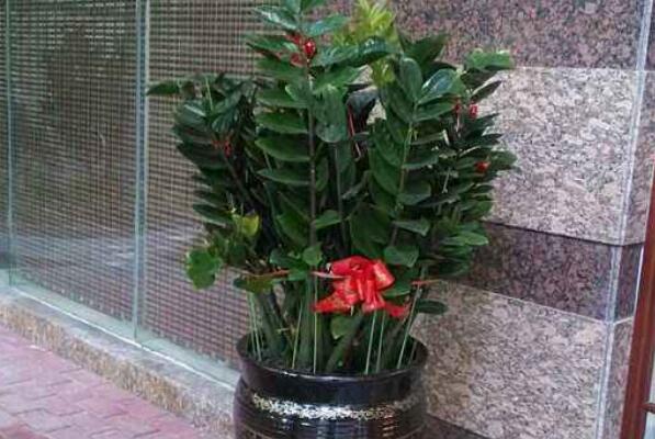 金钱树叶子长虫怎么治,金钱树虫害症状及防治