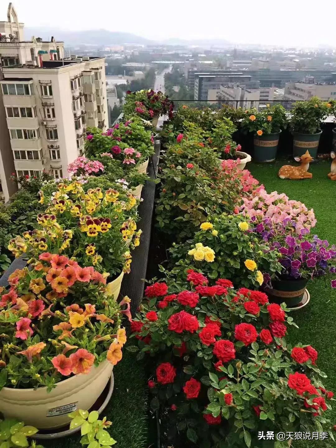 露台打造花海,她用10年改造庭院