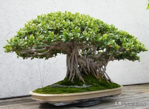 盆景榕树干枯掉叶子用什么药,榕树掉叶子怎么补救视频