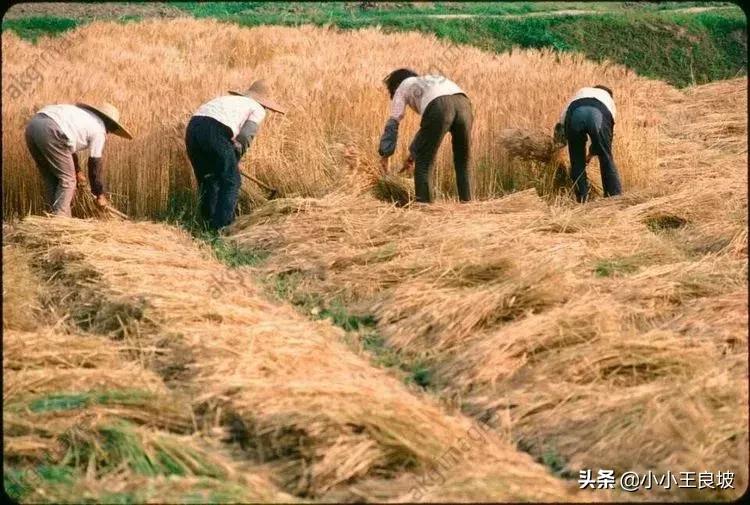 息县一亩三分地,绛县四分指在哪里