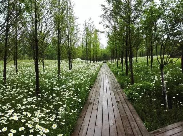 京城最大绿肺公园,二环内公园