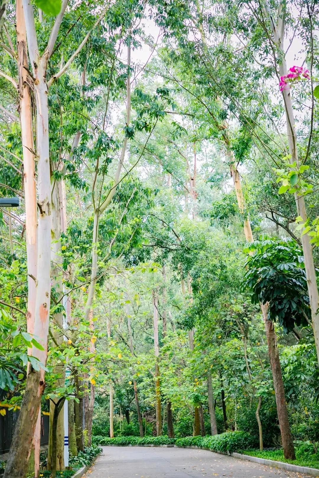 深圳值得去的地标,深圳值得去的景点排行榜