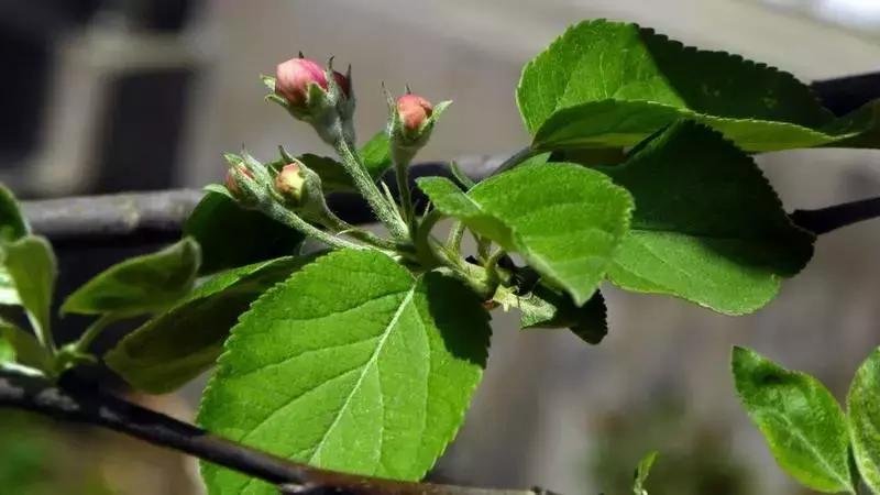 苹果树缺什么药,苹果树都有什么病怎么治