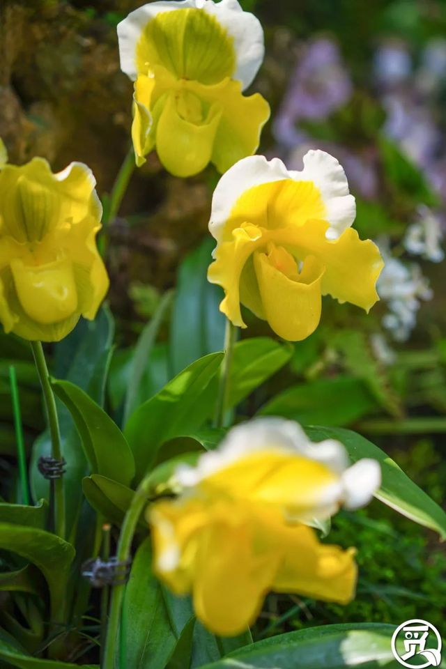 深圳史上最大最美的花展来啦,走进深圳仙湖植物园的国际花展