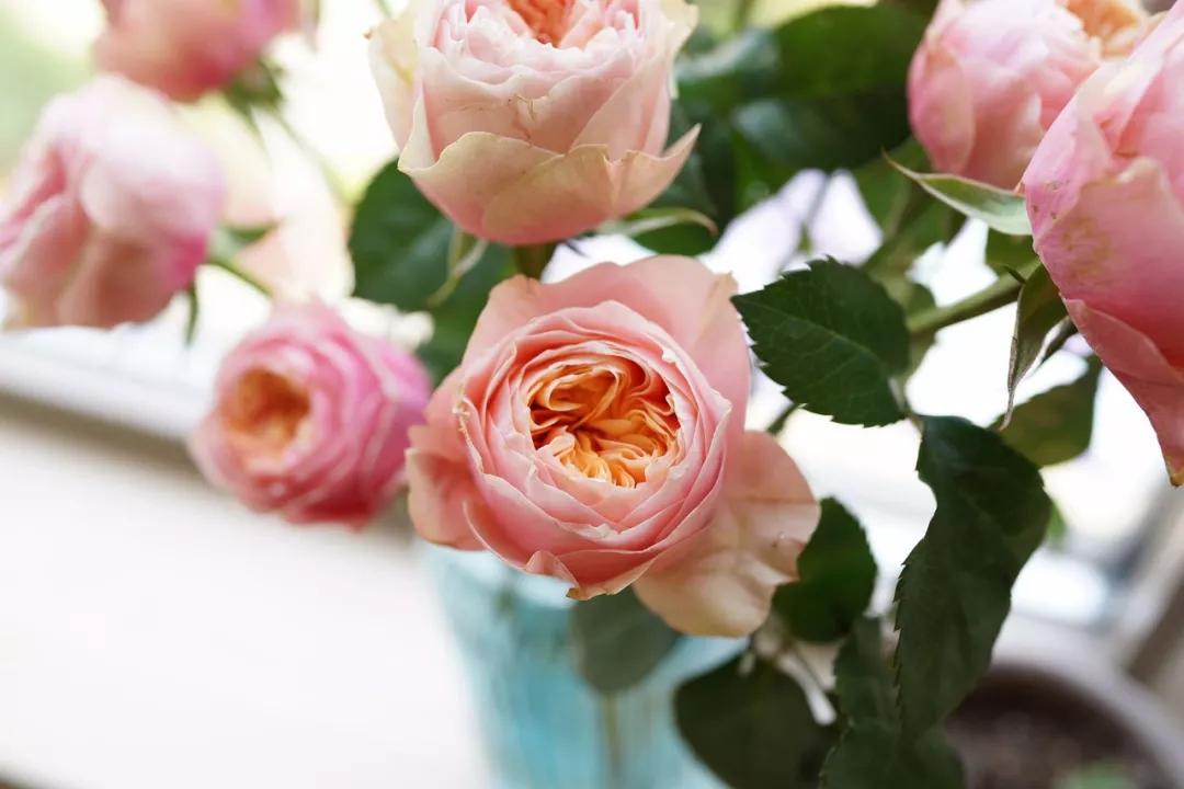 玫瑰养护教程文字,玫瑰养护技巧与方法