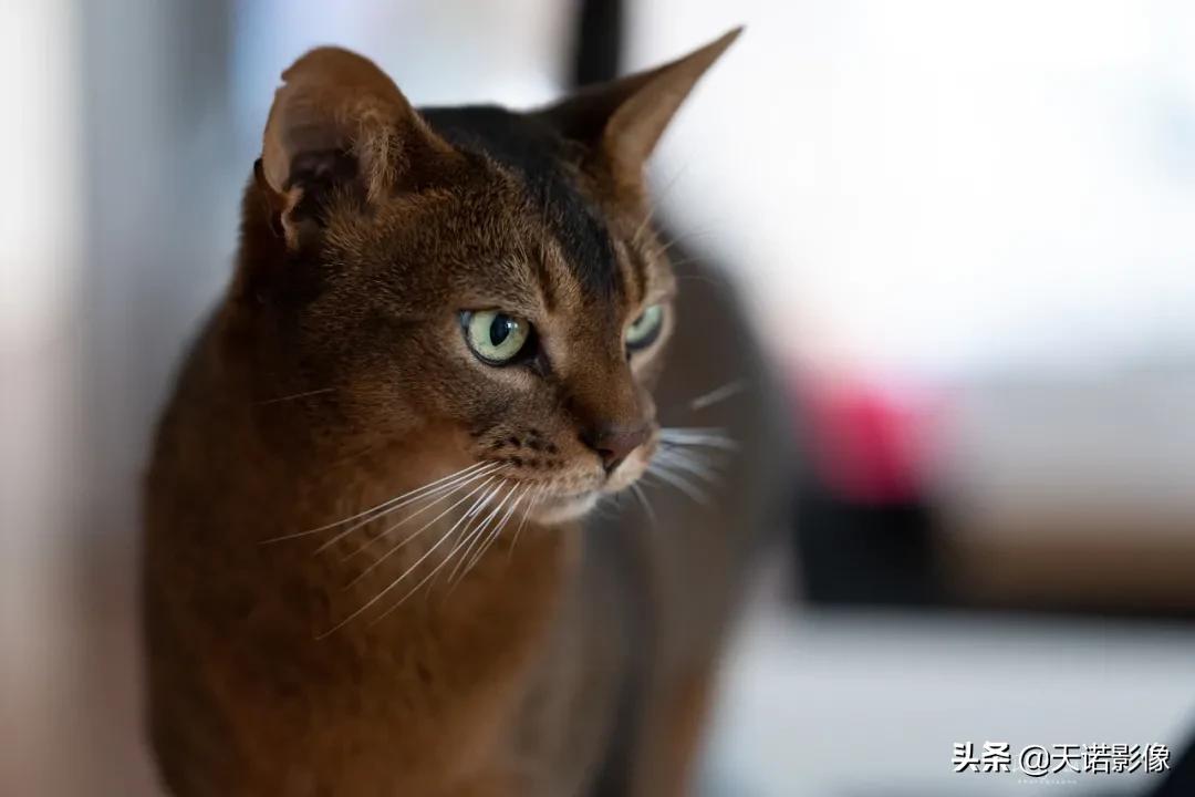 徕卡sl2摄影怎么样,徕卡sl2-s深度视频欣赏