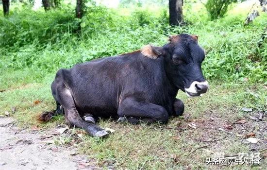 母牛出现流产征兆最佳治疗方法,母牛陆续流产怎么回事