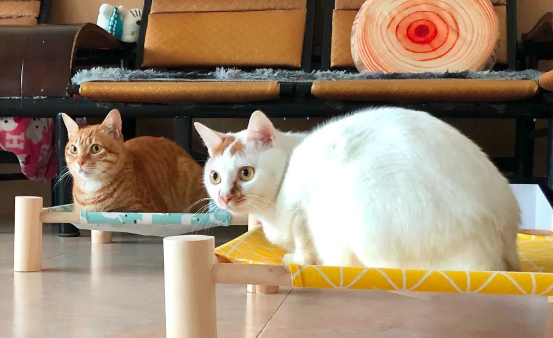 蚊香对猫来说有剧毒？那么夏天该如何驱赶蚊子呢？