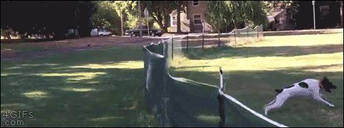 狗狗鼻子突然有一块变白了,狗狗鼻子发干不吃东西怎么办