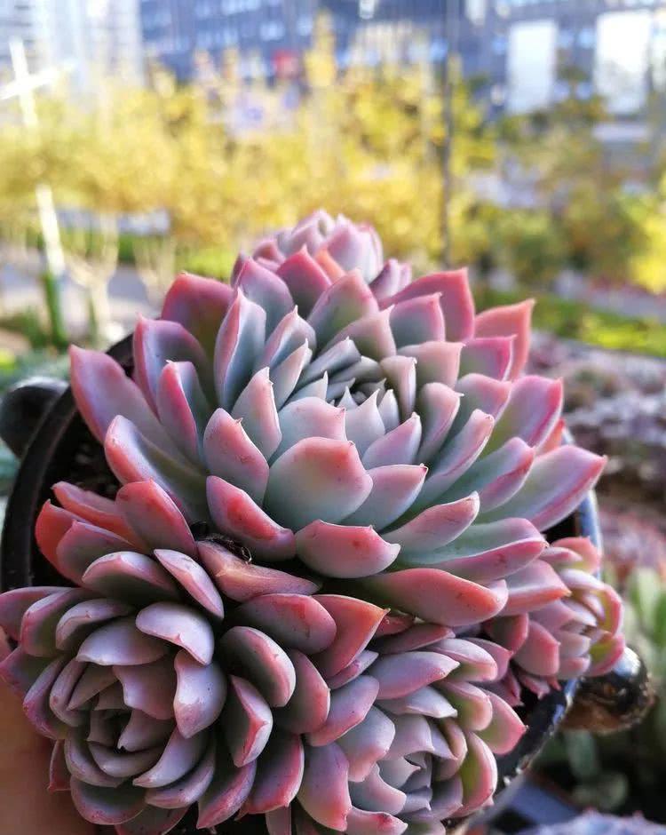 1000种多肉植物图鉴大全大图,景天科1000种多肉植物图鉴