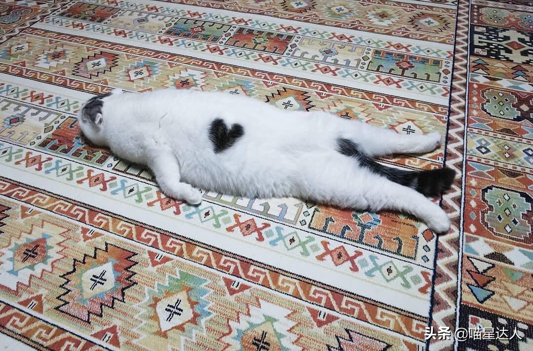 养猫的基本知识和方法,猫要怎么养详细解答科学养猫