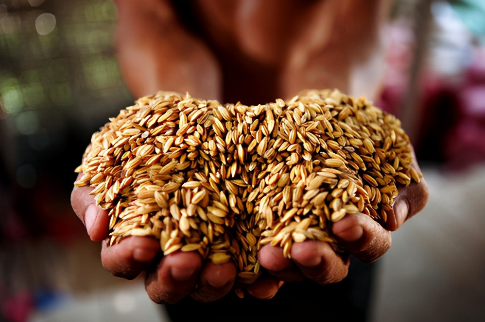 种子的传播方式有哪些和什么有关,种子传播的方式及其特征是什么