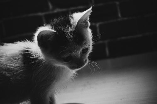 《猫》：以猫窥人，由猫及人，一位知识分子对人性的现实关照