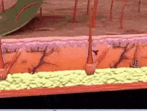 收缩毛孔的7个专家建议,收缩毛孔的最好方法一个月