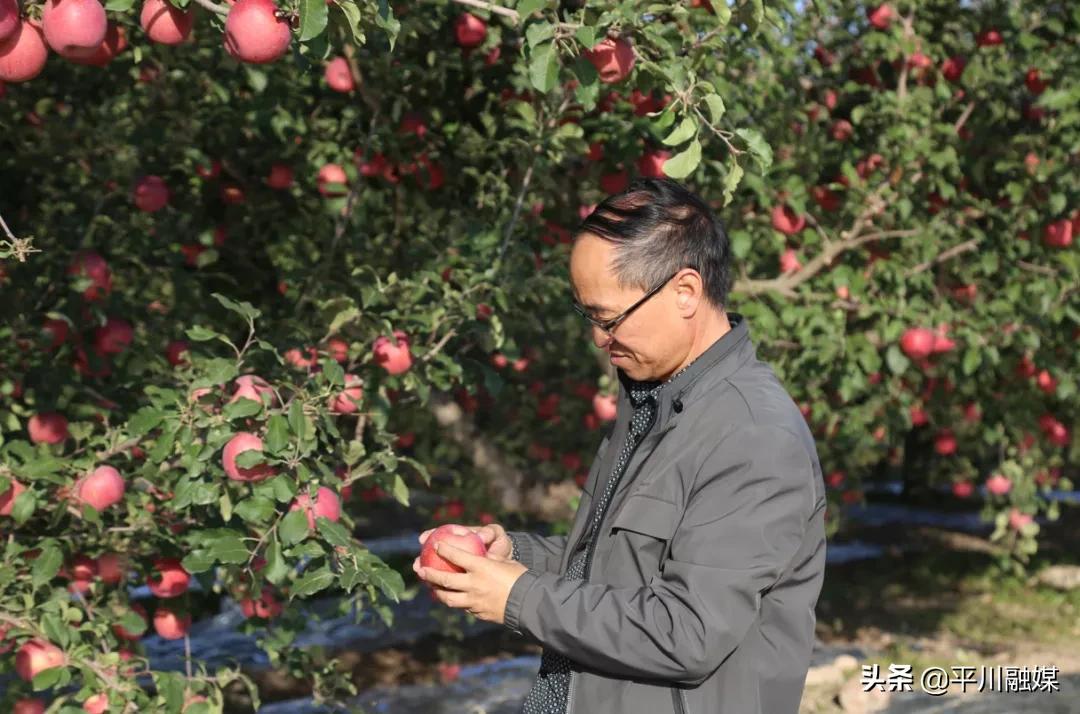 又香又脆又甜的苹果,好吃的苹果又脆又甜青苹果