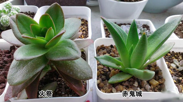 让人脸盲容易混淆的多肉品种10组，这些你都能分得清楚吗？