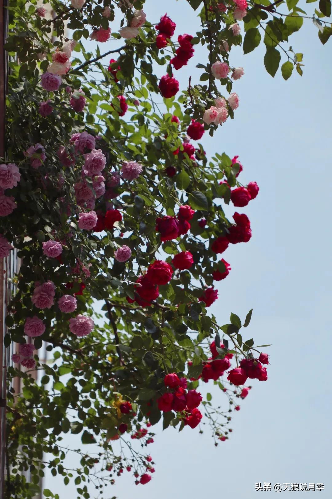 阳台还可以种植什么花种,阳台上也可以种出好看的花