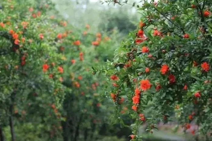 石榴栽培技术标准,石榴栽培技术