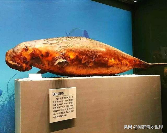 美人鱼真的存在吗科学家发现过吗,美人鱼它真的存在吗