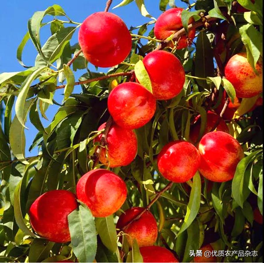 这颗桃不一般!看麻兰油桃如何“桃”人欢心