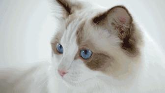 鲁班家私的科技布沙发,鲁班科技布沙发价格表