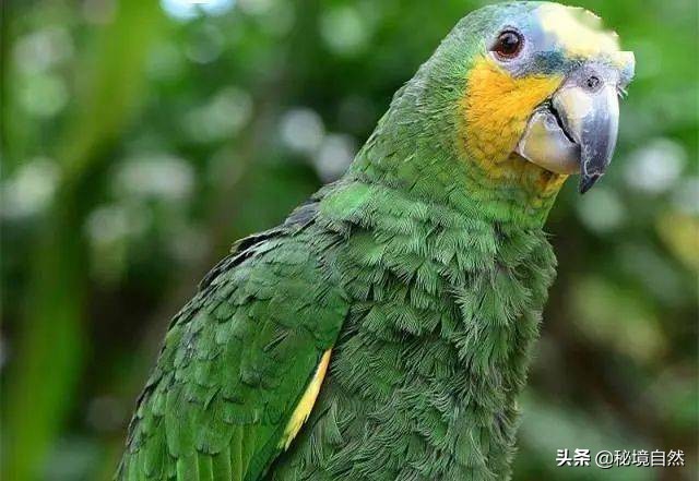 橙翅亚马逊鹦鹉介绍,蓝顶黄翼亚马逊鹦鹉