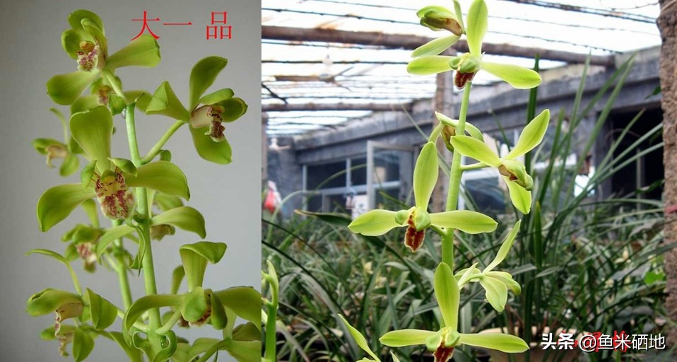 兰花的特征以及详细的资料,兰花种类科普知识