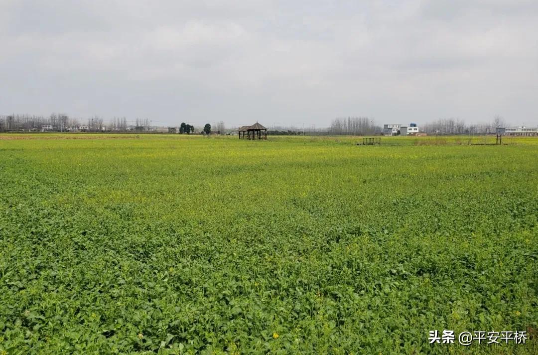 平桥区明港镇：防疫不松劲春耕备播忙