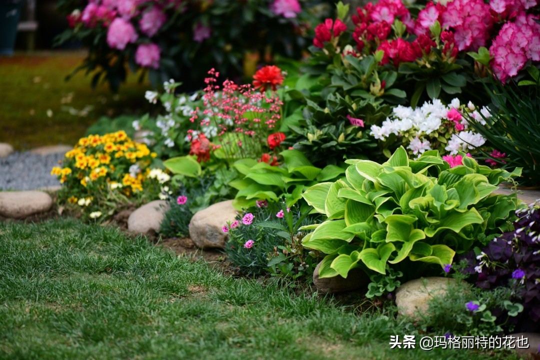 河马花园植物大全,荷马花园的月季