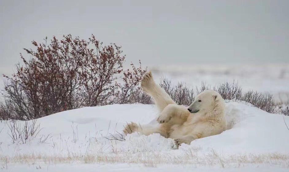 北极熊捕杀海豹的视频,北极熊捕杀海豹的真实过程