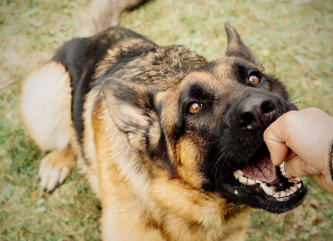 宠物咬人法律怎么处理,狗狗护食咬人纠正全过程