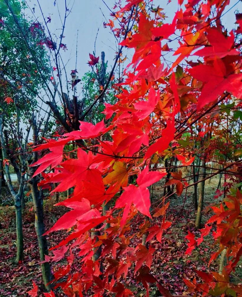 植物百科知识大全儿童,植物百科app