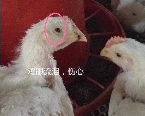 鸡感冒用药方法,鸡感冒咳嗽怎么治