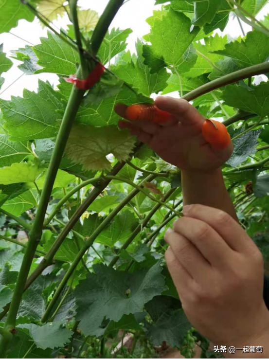 葡萄不成熟就萎缩变黑原因,葡萄不爱长新根是什么原因