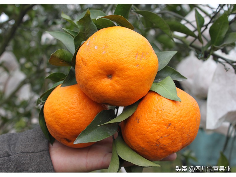 柑橘黑心病的治疗方法,柑橘有点腐烂是什么原因