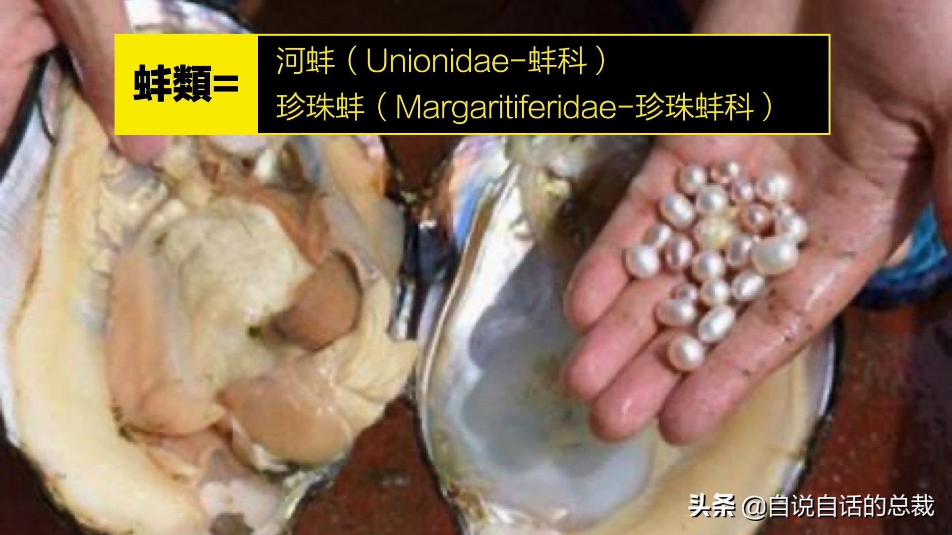 蚶蛤蛏蚬区别,蛤蜊蚶子蛏子区别