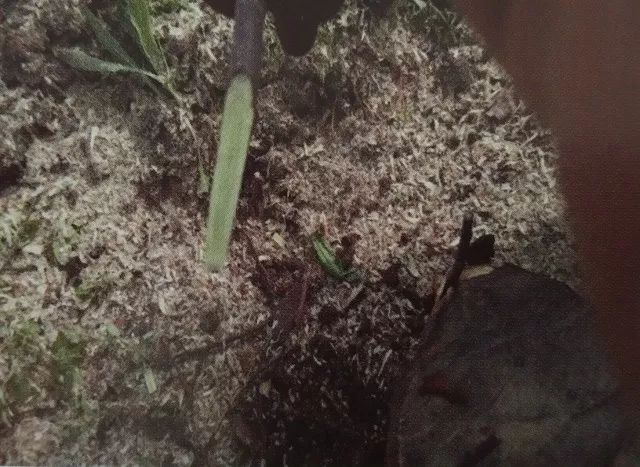 老苹果树嫁接改造视频,苹果树老树最新改造方案