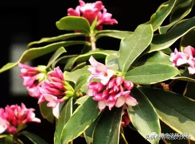 五行缺金养什么花,什么花风水命理最旺人养