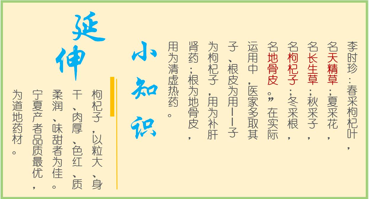 枸杞子是补阴虚之品吗,枸杞子养生的吃法和功效