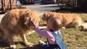 家里人都不同意养狗怎么办,想养狗怎么跟家里人说