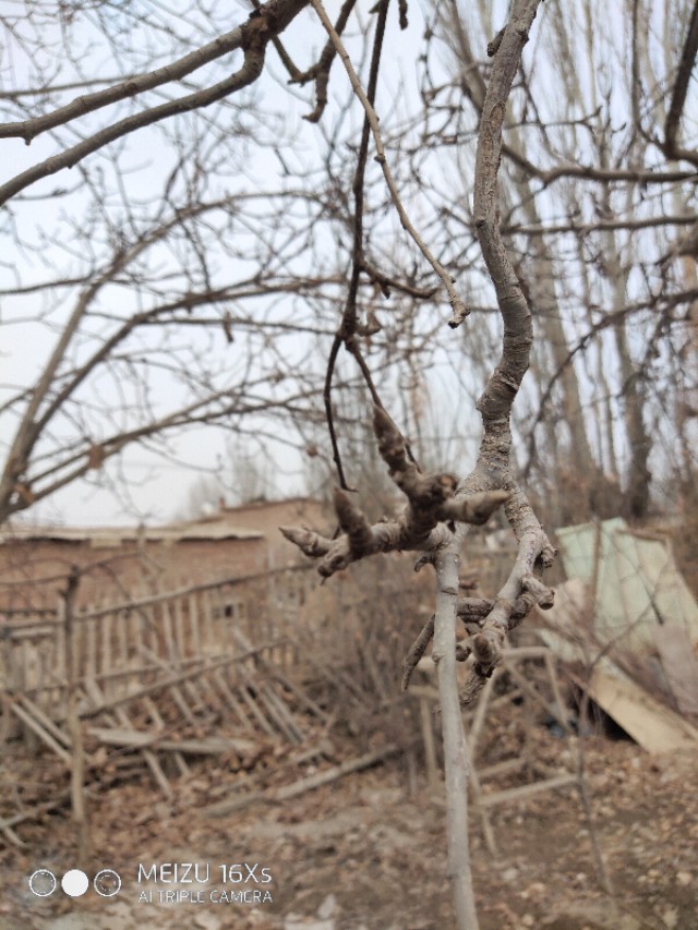 天堂鸟的蚧壳虫对人有危害吗,蚧壳虫怎么危害树木的